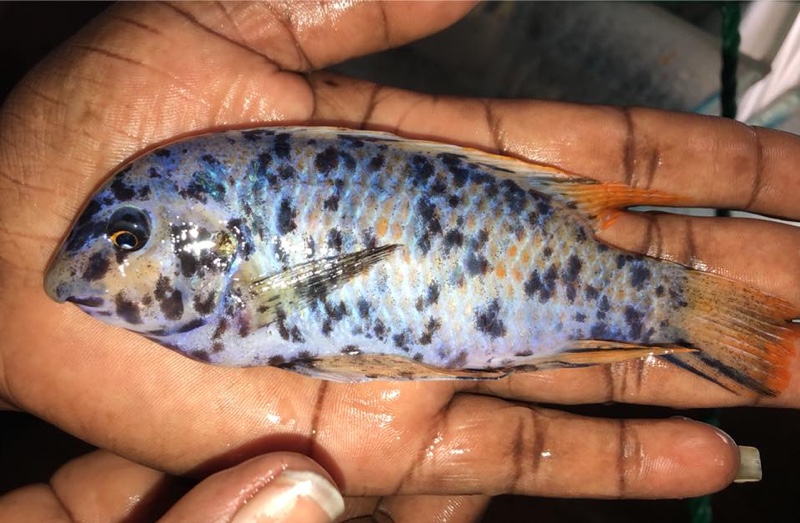 Labeotropheus fuelleborni 'Chimwalani Reef'